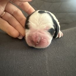 Nova - Black and white female English Springer Spaniel puppy in Waynesburg, Pennsylvania from Krysak’s Springer Spaniels