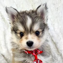 Baker - Silver male Pomsky puppy in Sheffield, Iowa from Clover Ridge Pomskies