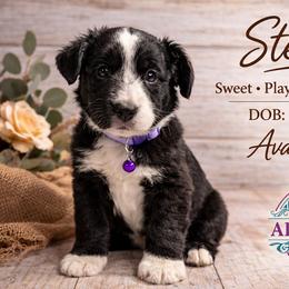 Stella - Black & white female Australian Shepherd puppy in Citra, Florida from AEW Farm