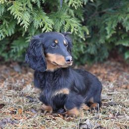 Lou 2000dollars - Black and tan female Dachshund puppy in Crystal, Michigan from Mare-bella Dachshunds