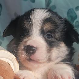 Mickey Mouse bandana boy - Black and tan male Pembroke Welsh Corgi puppy in Cherokee, Oklahoma from MCS Farms-OK