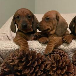 Chesapeake Bay Retriever, Dachshund, and Labrador Retriever Puppies from Passport SS Dachshunds