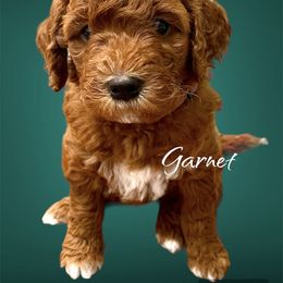 Bernedoodle and Goldendoodle Puppies from Doodling Around Indiana Poodles & Doodles