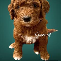 Bernedoodle and Goldendoodle Puppies from Doodling Around Indiana Poodles & Doodles
