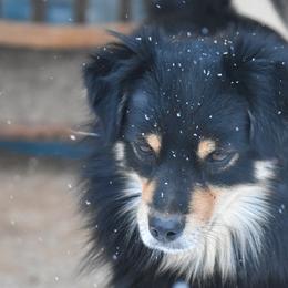 Australian Shepherds, Miniature American Shepherds, Miniature Australian Shepherds, and Toy Australian Shepherds from Texas Bluebonnet Herders