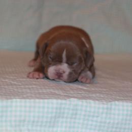 Girl 1 - Lilac female American Bully puppy in Dixon, Kentucky from Haymaker Bully Camp