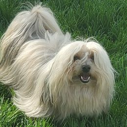 Pan - Havanese