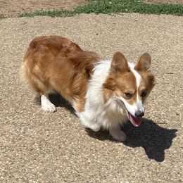 Gizmo - Pembroke Welsh Corgi