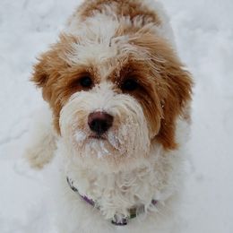 Goldendoodles from Red Spring Farm