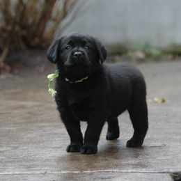 Labrador Retriever Puppies from ReiMur Labradors