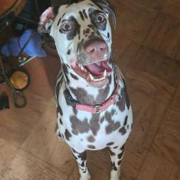 Girl 2 - White and liver brown female Dalmatian puppy in Richmond, Virginia from Darrfield