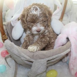 Australian Labradoodle Puppies from Dawson Creek Australian Labradoodles