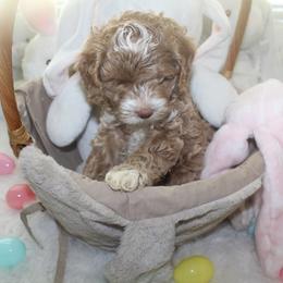 Australian Labradoodle Puppies from Dawson Creek Australian Labradoodles