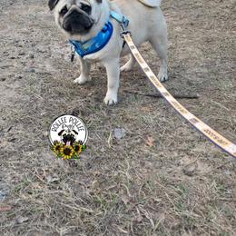 Luigi - Pug