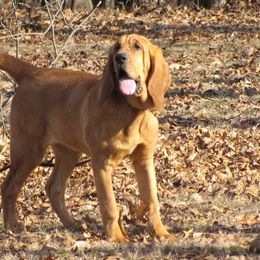 Bloodhounds from Dry Creek Bloodhounds