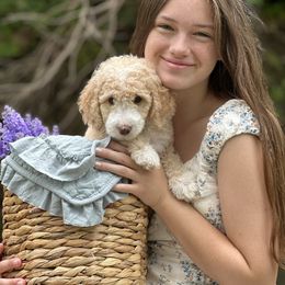 Aurora - Purple Collar - Sheepadoodle puppy in Pataskala And Thornville, Ohio from Four Front Doodles LLC.