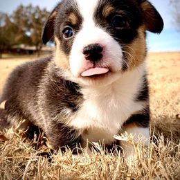 Pembroke Welsh Corgi Puppies from Diamond G Corgis