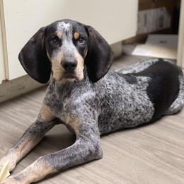 Bluetick Coonhound Puppies from Lone River Blueticks