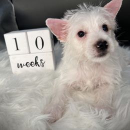 Casper - Tan and white male Yorkshire Terrier puppy in Machesney Park, Illinois from 3 Yorkie Family