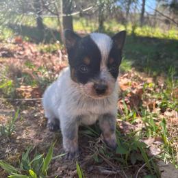 Girl 2 - Blue female Australian Cattle Dog puppy in Irvington, Kentucky from Dry Valley’s Australian Cattle Dogs