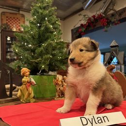 Dylan - Sable male Collie puppy in Sedalia, Missouri from Brown Acres Collies