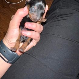 Yorkshire Terrier Puppies from Precious Paws LLC