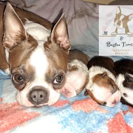 Boston Terrier Puppies from M&Bs Boston Terriers