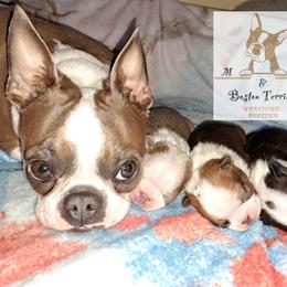 Boston Terrier Puppies from M&Bs Boston Terriers