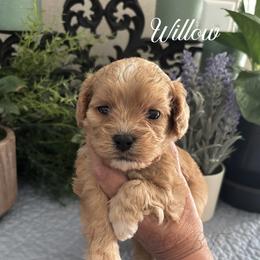 Willow - Apricot female Cavapoo puppy in Grove, Oklahoma from Rocky Oak Cavaliers & Biewer Terriers LLC