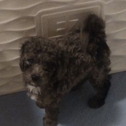 Pear - Gray male Poodle puppy in East Providence, Rhode Island from Marta's Cavaliers