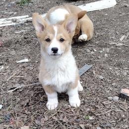 Triple Clear, CKC, OFA parents - Red and white female American Corgi puppy in Harpursville, New York from Rex Farm Corgis