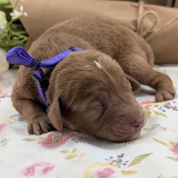 Cavapoo puppies from Gardner Lane Puppies