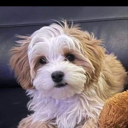 Goldendoodle, Maltipoo, and Yorkipoo Puppies from Doodle Pups Fur-Ever
