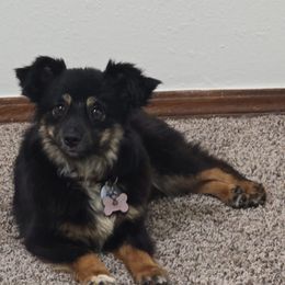 Cricket - Toy Australian Shepherd