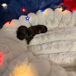 Akc shaded red female - Red female Dachshund puppy in Erie, Michigan from Champagne’s Grinch Toe’d Dachshunds
