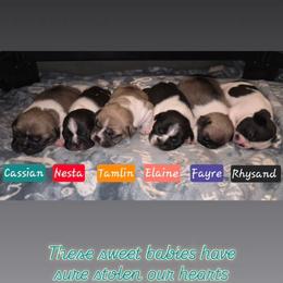 1st pick male - Brindle and white male French Bulldog puppy in Twin Falls, Idaho from Whispering White Pines Labradors