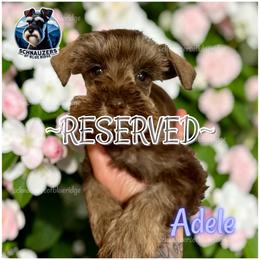 Adele-RESERVED - Liver female Miniature Schnauzer puppy in Spruce Pine, North Carolina from Schnauzers of Blue Ridge