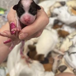 Rosie - Red and white female Chihuahua puppy in East Syracuse, New York from Blissful’s Chihuahuas