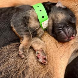Girl 1 (GREEN) - Black and red female German Shepherd puppy in Davie, Florida from Vom Broward Haus