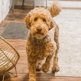 Quinn - Goldendoodle