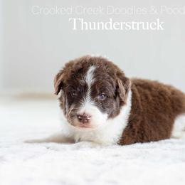Thunderstruck - Red male Bordoodle puppy in Woodruff, South Carolina from Crooked Creek Doodles and Poodles
