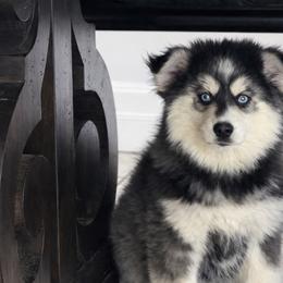 Champion - Tri-color male Pomsky puppy in Lewiston, Minnesota from Family Pomsky