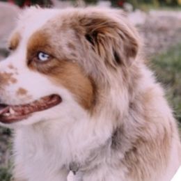 Miniature Australian Shepherds and Toy Australian Shepherds from Elk Creek Aussies