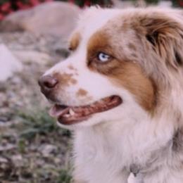 Miniature Australian Shepherds and Toy Australian Shepherds from Elk Creek Aussies