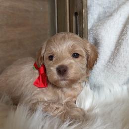 Lucky - Apricot male Goldendoodle puppy in Decatur, Texas from Scherrer Sweet Goldendoodles