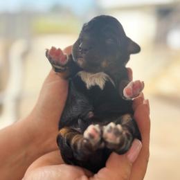 Pink girl - Black and tan female Companion Cross puppy in Calimesa, California from Teakwoodpoodleofsocal