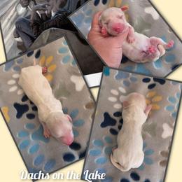 Moon Knight - Cream male Dachshund puppy in Grove, Oklahoma from Dachs on the lake