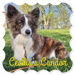 Cece - American Corgi