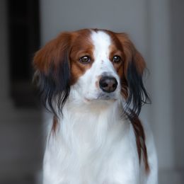 Maverick - Nederlandse Kooikerhondje