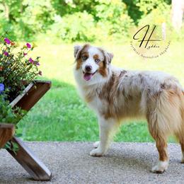 Rose - Miniature Australian Shepherd